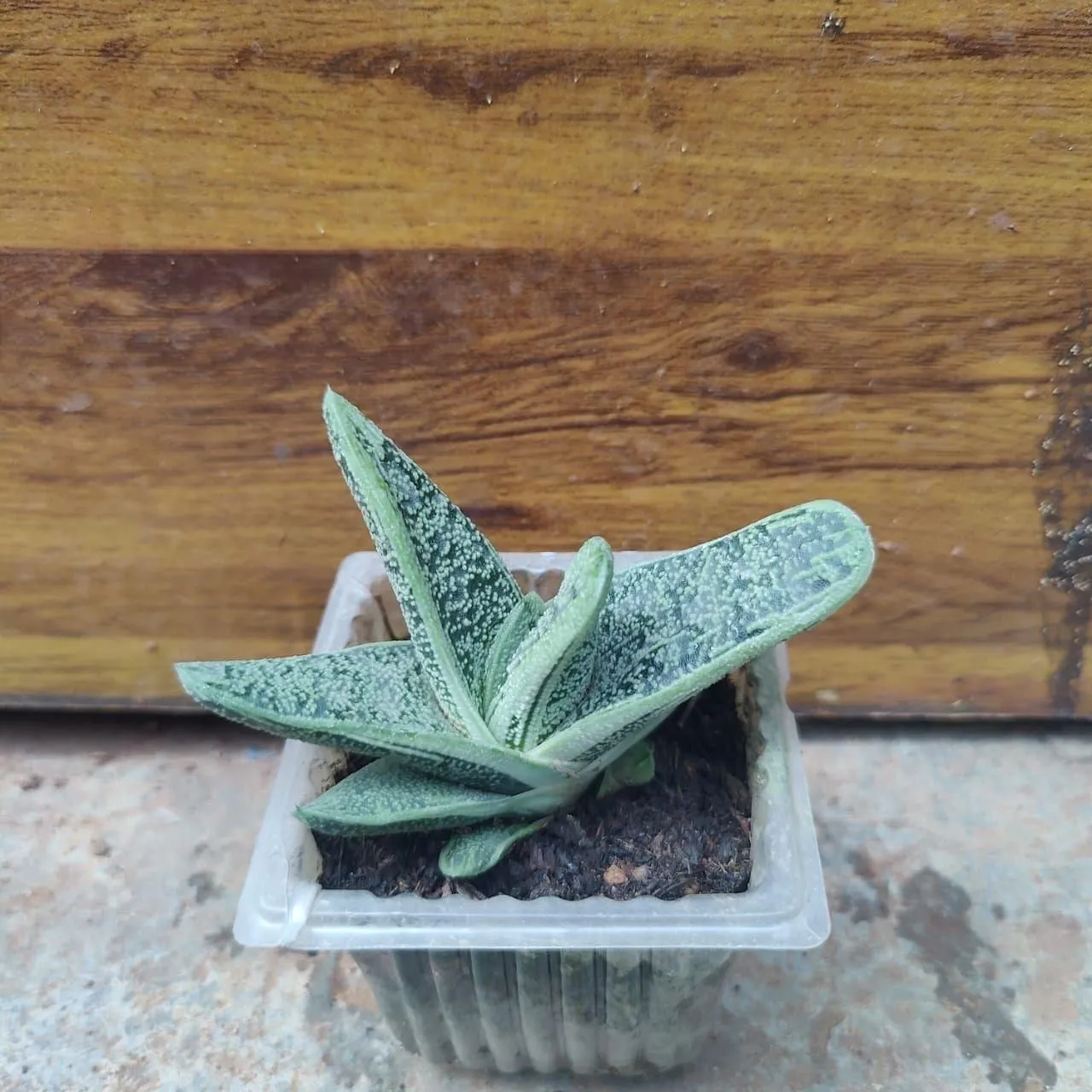 Gasteria Succulent in 3 Inch Plastic Container
