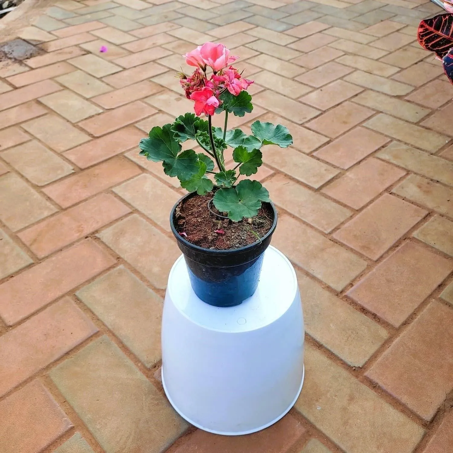 Geranium (Any Colour) in 5 Inch Nursery Pot