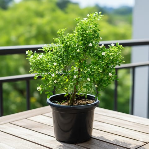 Madhu Kamini / Murraya in 8 Inch Nursery Pot