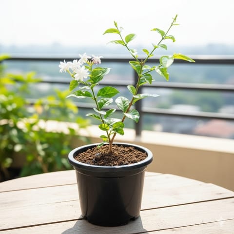Mogra / Motia Jasmine all season pune variety in 6 Inch Nursery Pot