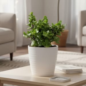 Jade