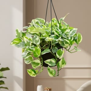 Money Plant