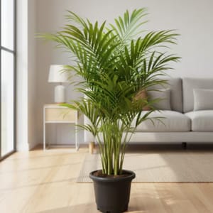 Areca Palm
