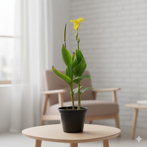 Canna Yellow in 8 Inch Terracotta Pot