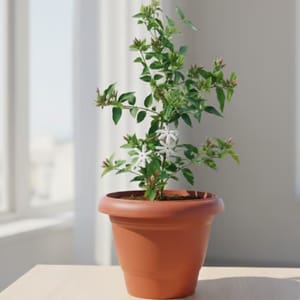 Jasmine