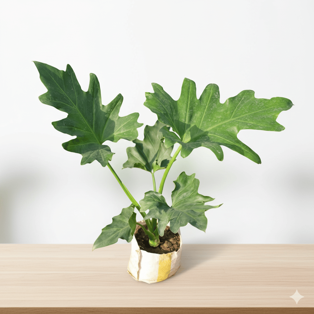Philodendron Selloum in 4 Inch Nursery Bag