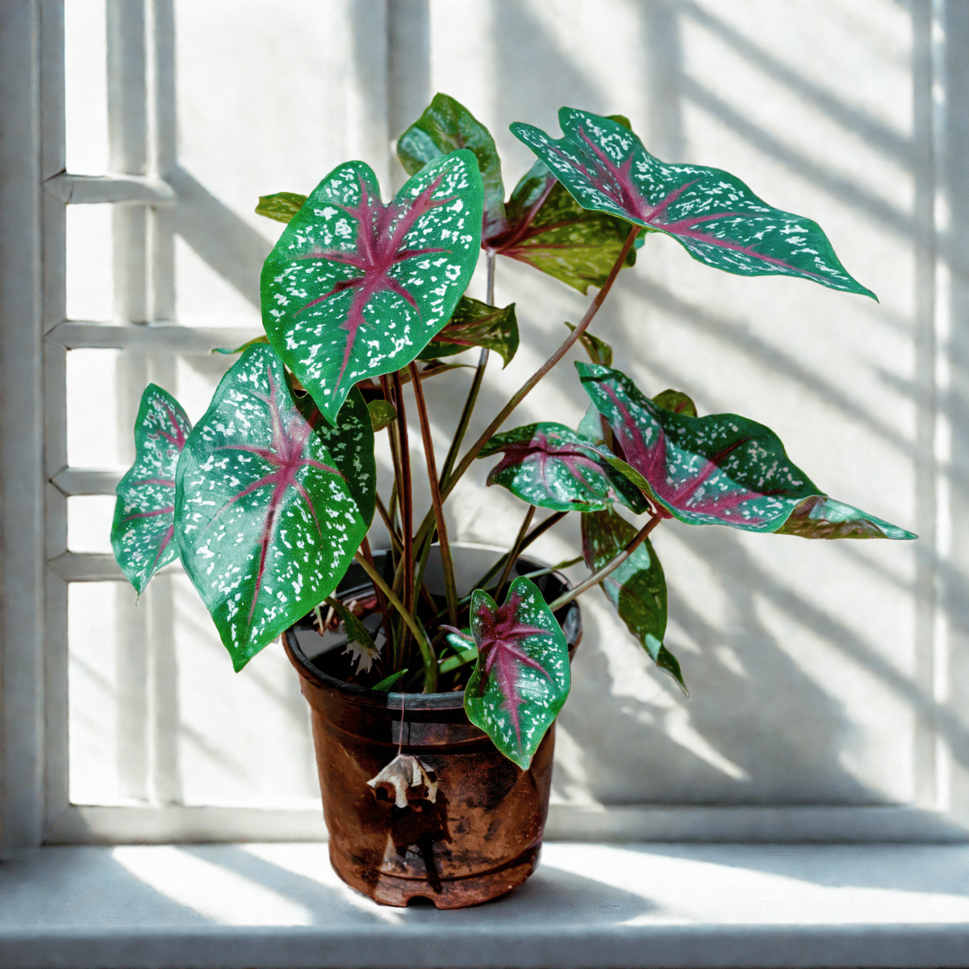 Caladium / Heart of Jesus (Any Colour) in 5 Inch Nursery Pot