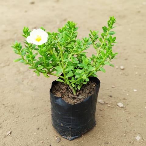 Kulfa /Moss Rose / Common Purslane (any colour) in 4 inch Nursery Bag