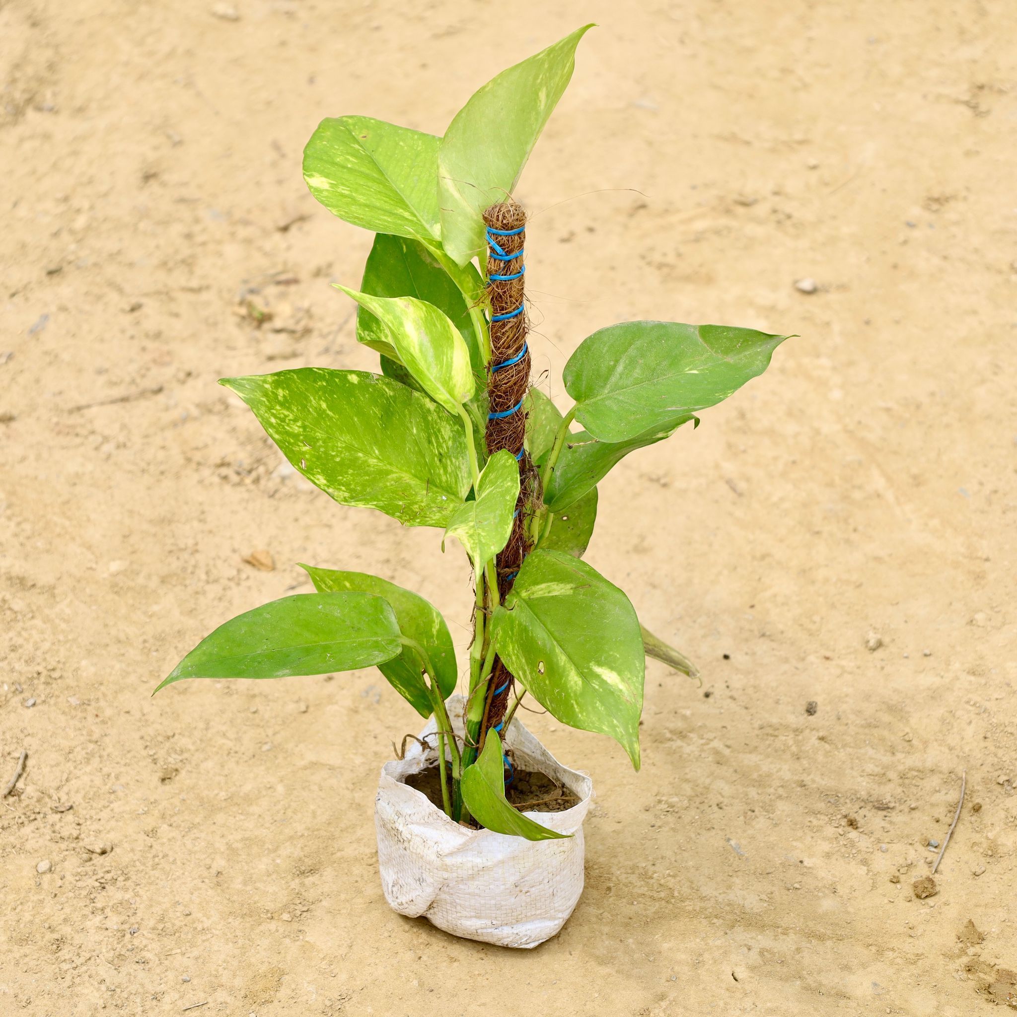 Money Plant with 1 Ft Moss Stick in 4 Inch Nursery Bag