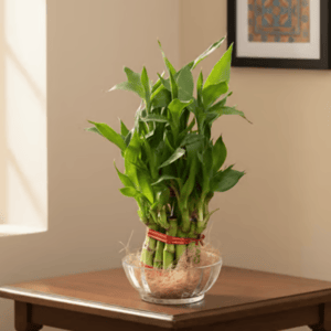 Plants Under ₹99