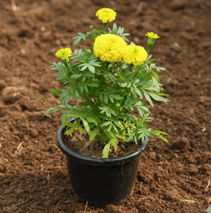 Potted Plants