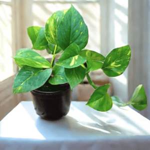 Table Top Plants