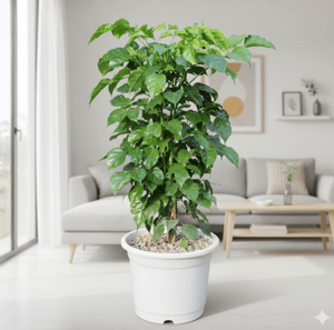 Large Indoor