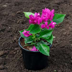 Flowering Perennial