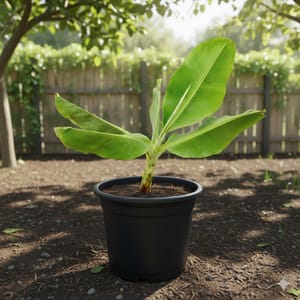 Fruit Plants