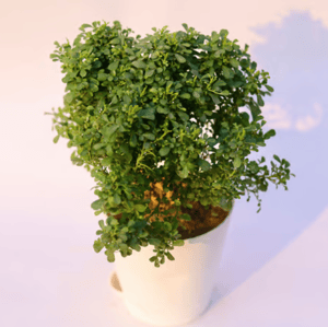 Outdoor Plants