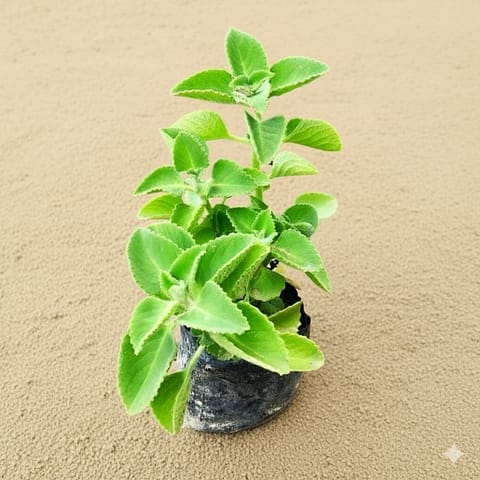 Ajwain Plant in 4 inch Nursery Bag