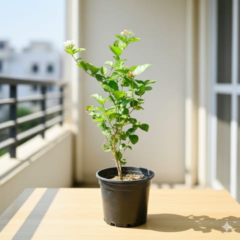 Mogra / Motia Jasmine all season pune variety in 6 Inch Nursery Pot