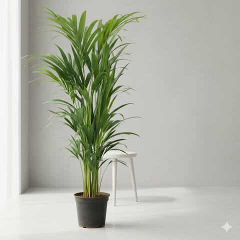 Areca Palm (~ 2 Ft) in 6 Inch Nursery Pot