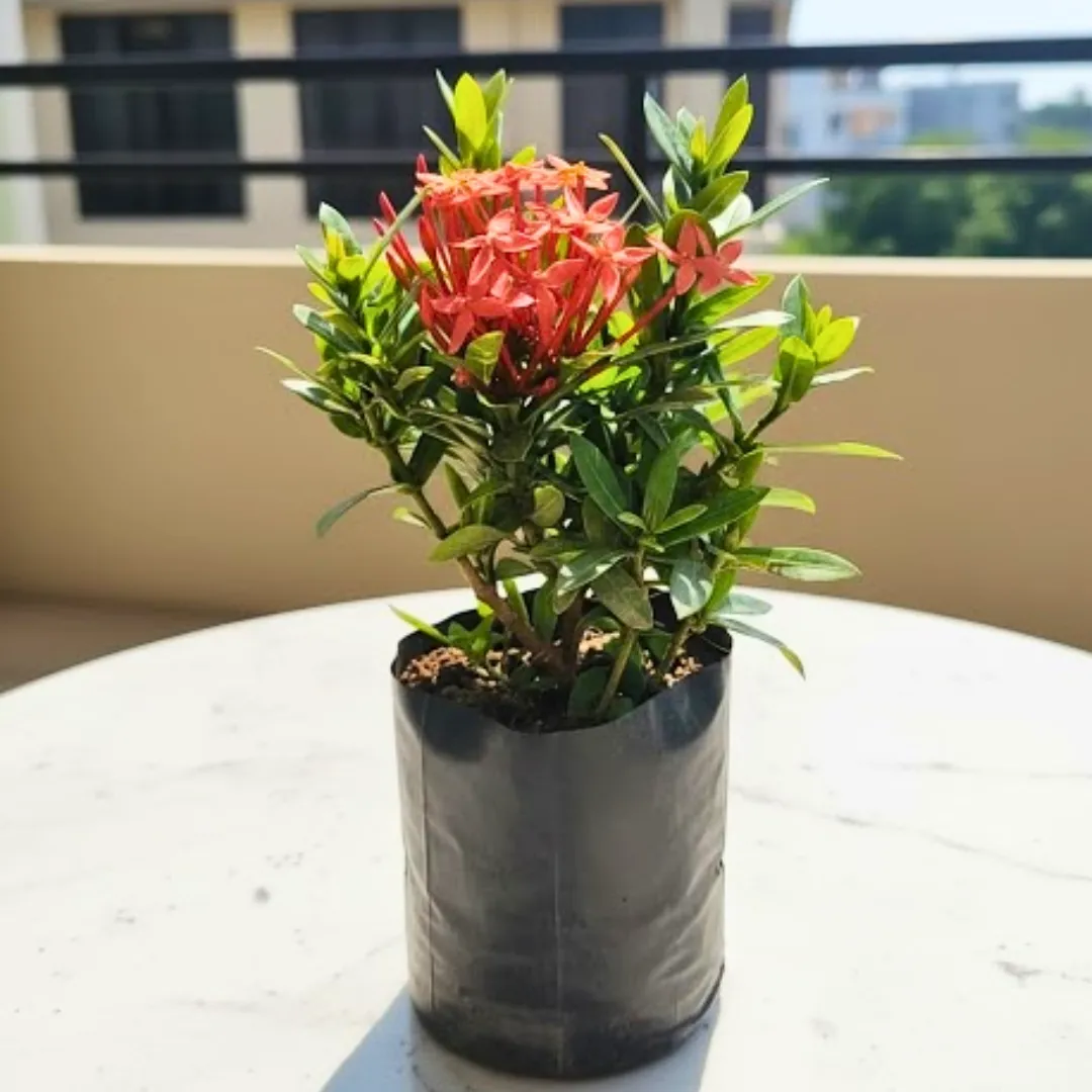 Chinese Ixora (any colour) in 5 Inch Nursery Bag