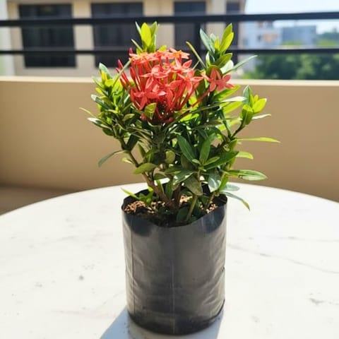 Chinese Ixora (any colour) in 5 Inch Nursery Bag