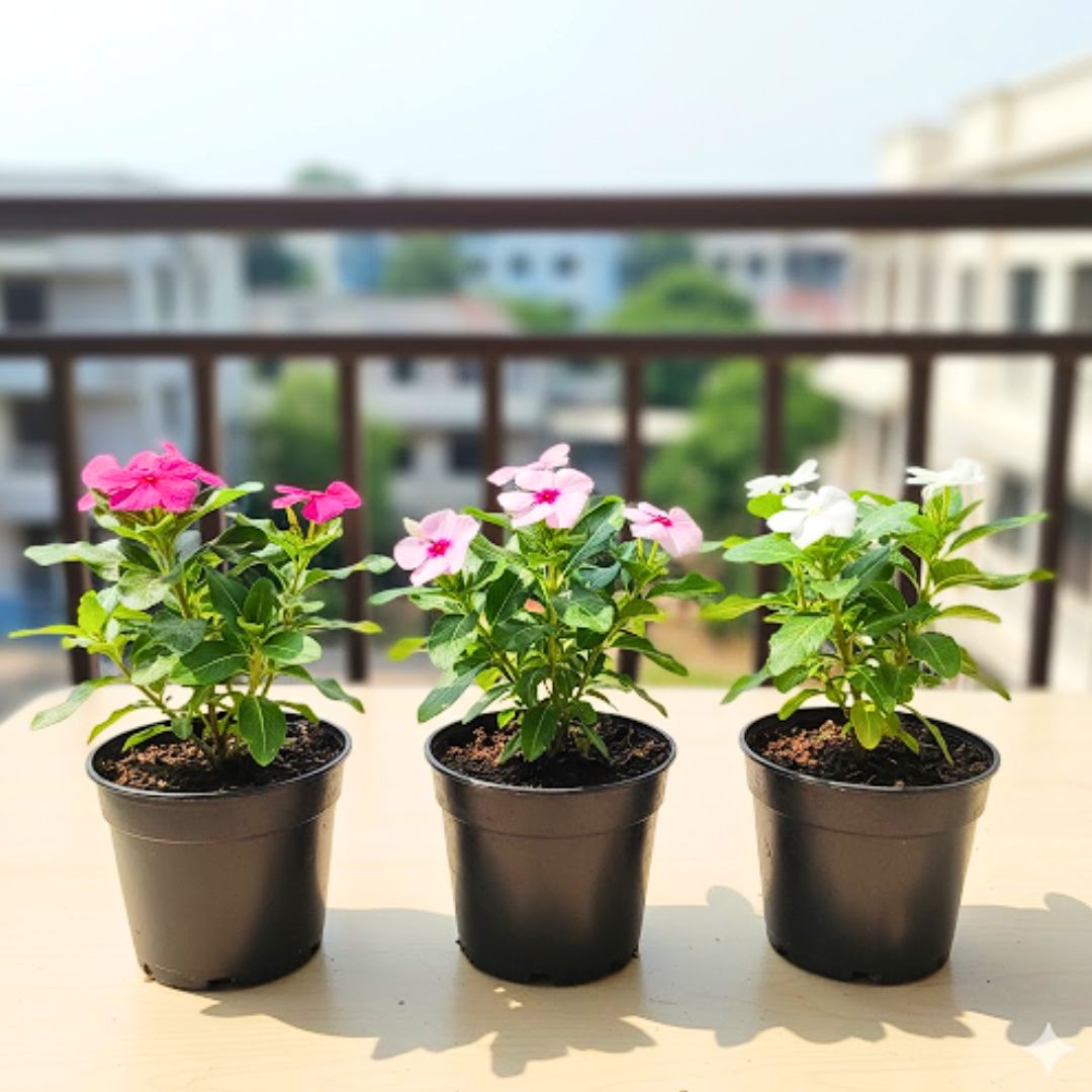 Set of 3 - Periwinkle / Sadabahar / Vinca (any colour) in 4 Inch Nursery Pot