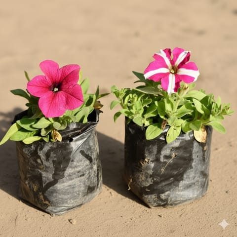 Set Of 2 - Petunia (Any Colour) in 4 Inch Nursery Bag