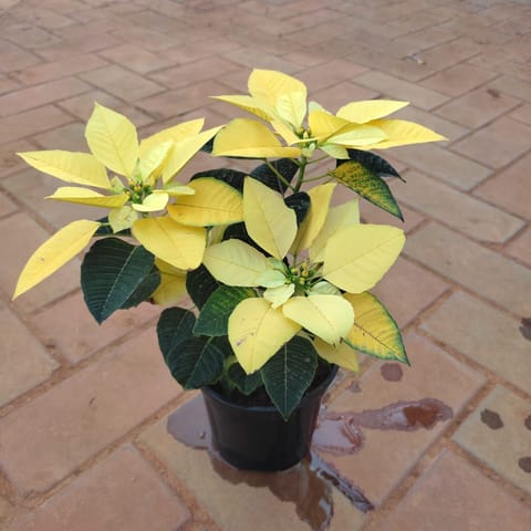 Poinsettia / Christmas Flower Yellow in 5 Inch Nursery Pot
