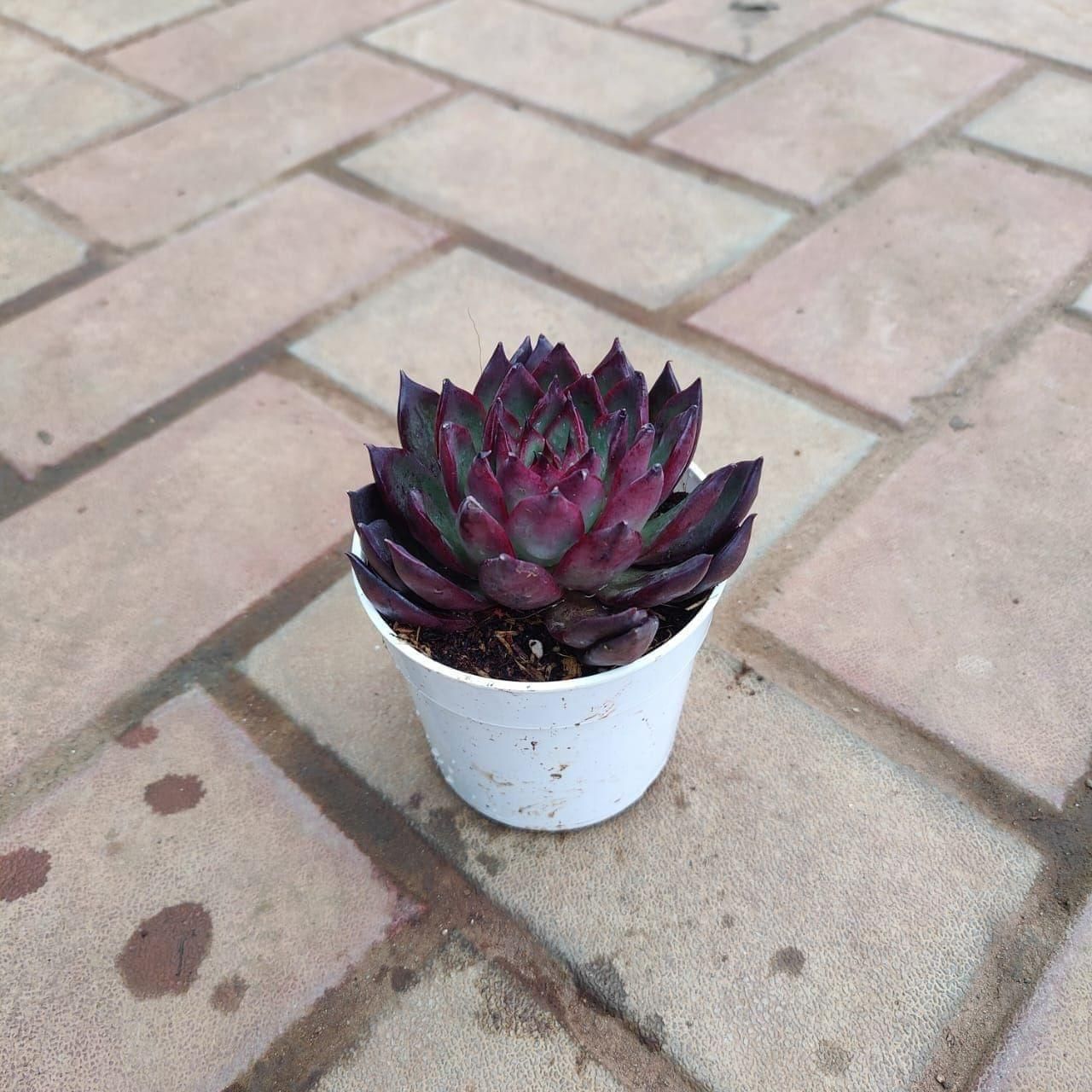 Rare Kamal Black Succulent in 3 Inch Nursery Pot