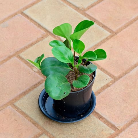 Peperomia Obtusifolia / Baby Rubber Plant in 4 Inch Nursery Pot with Tray