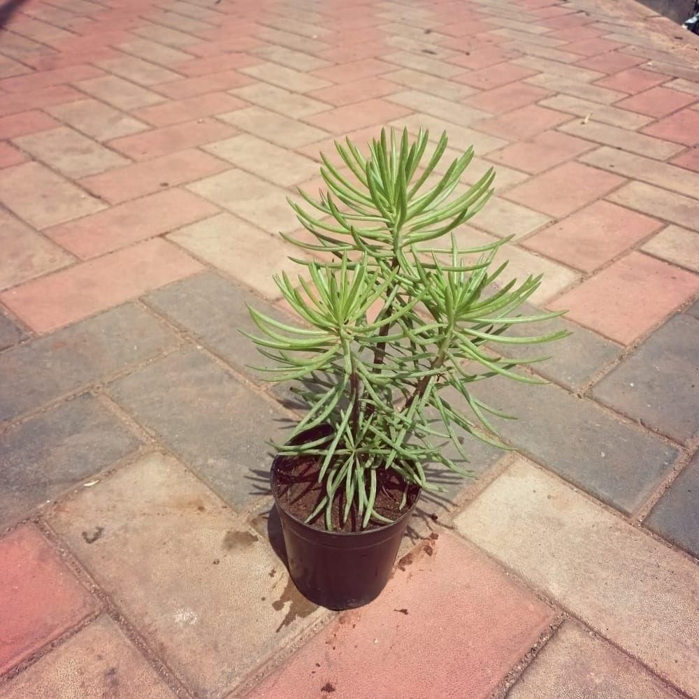 Sanecio Bebertonicus Succulent in 4 Inch Nursery Pot