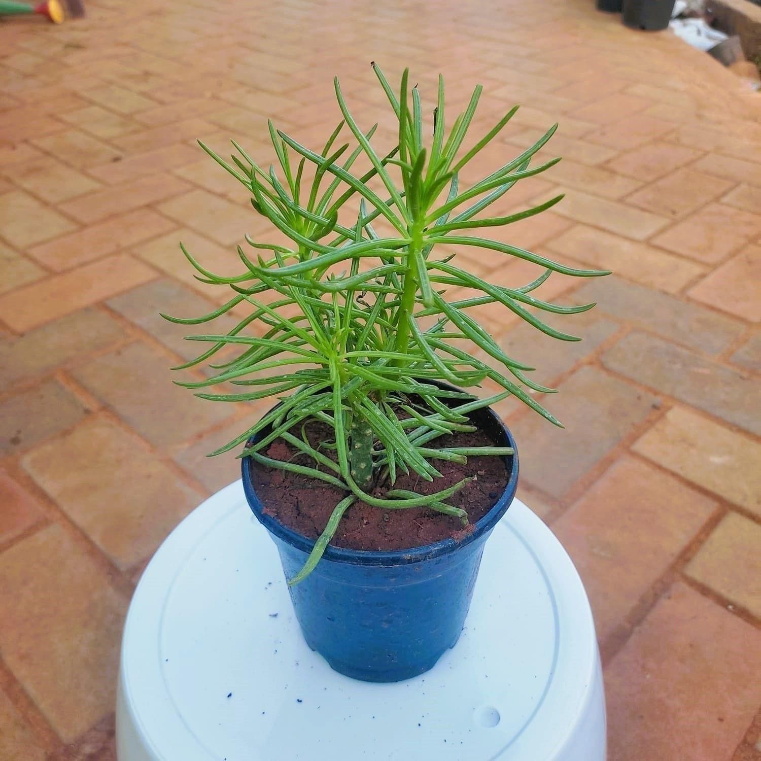 Senecio - Barbertonicus Succulent in 3 Inch Nursery Pot