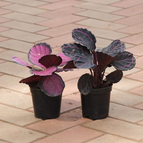 Set of 2 - Calathea (Dottie Red & Rosy) in 4 Inch Nursery Pot