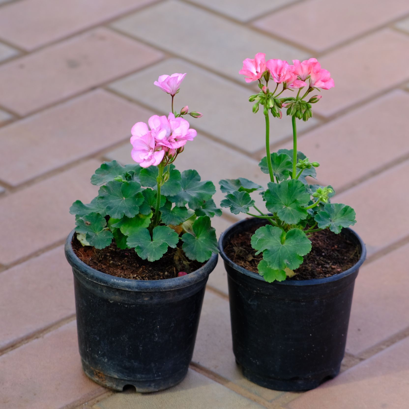 Set of 2 - Geranium (Pink & Light Pink) in 4 Inch Nursery Pot