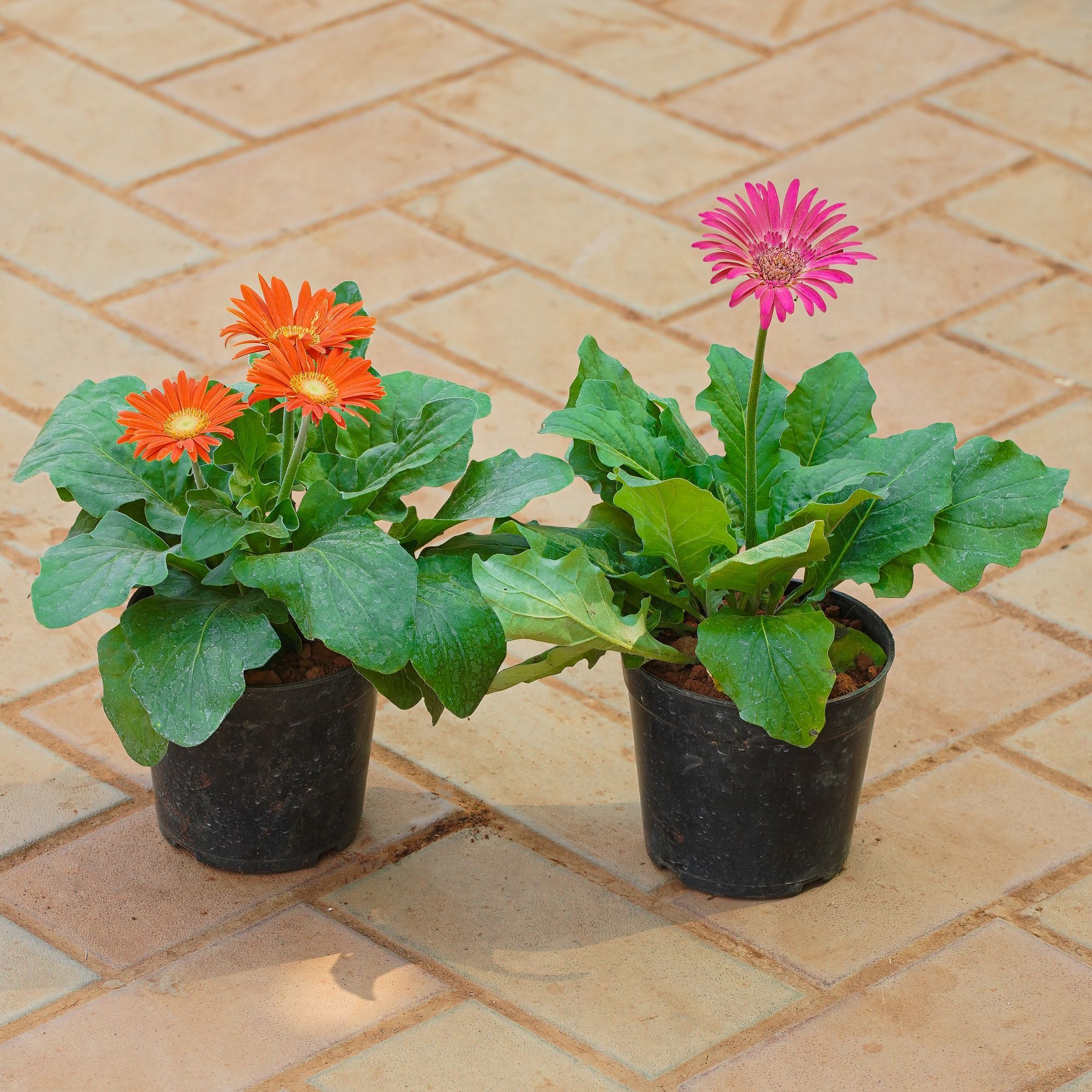 Set of 2 - Gerbera (Any Colour) in 5 Inch Nursery Pot