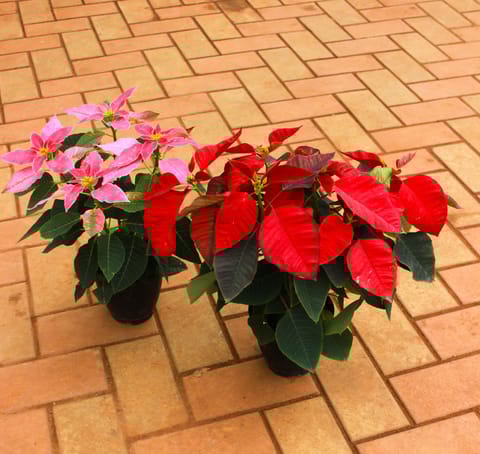 Set of 2 - Poinsettia / Christmas Flower (Red & Pink) in 5 Inch Nursery Pot