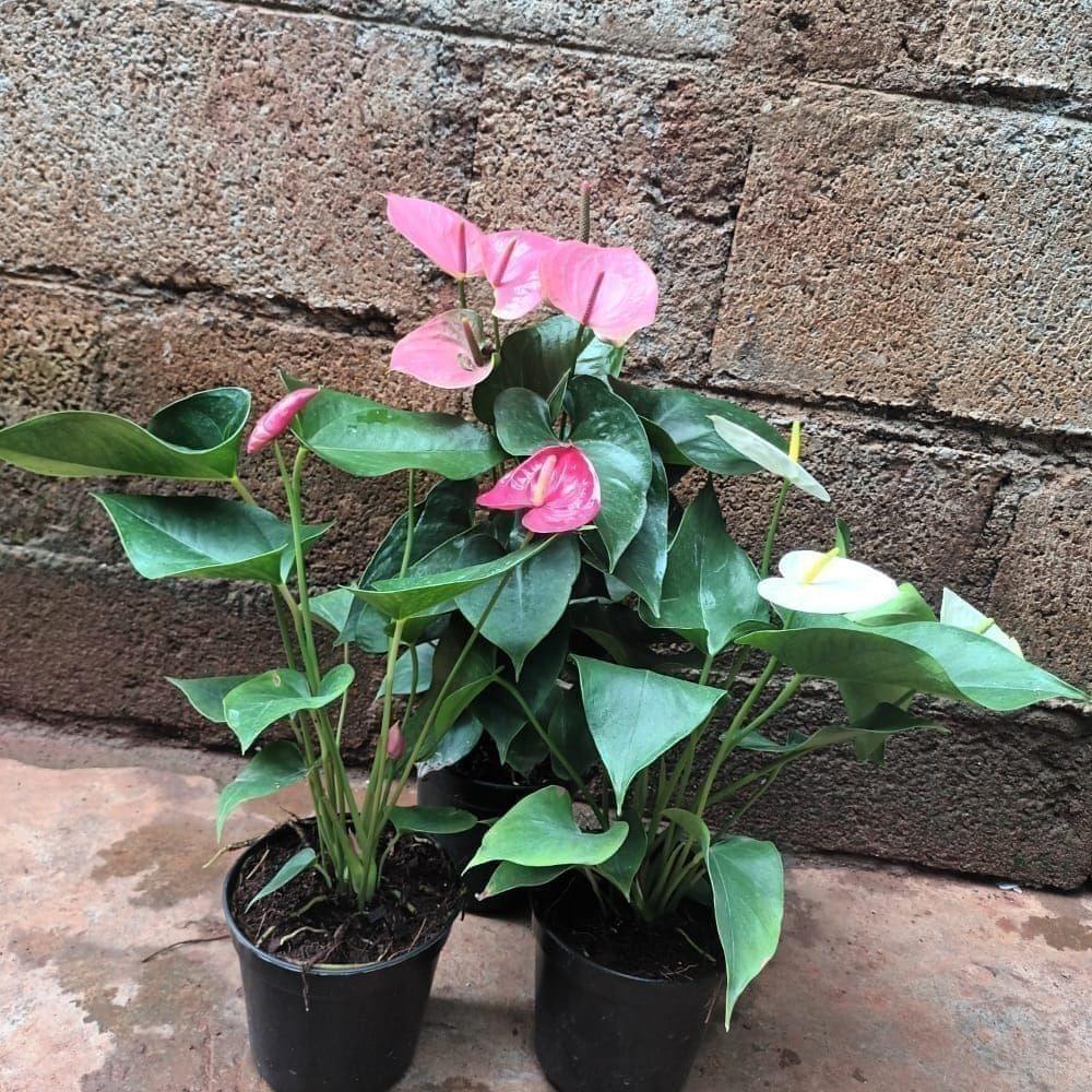 Set of 3 - Anthurium (Red, White & Pink) in 5 Inch Nursery Pot