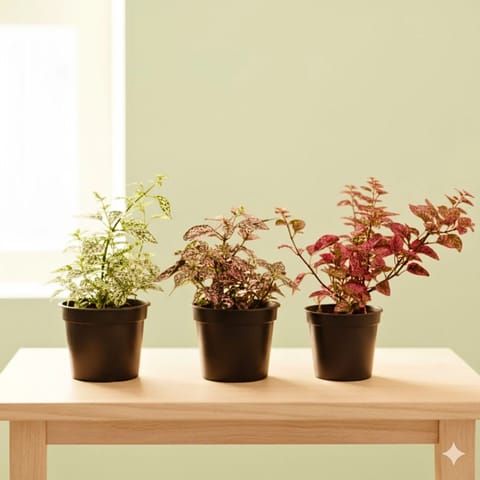Set of 3 - Hypoestes / Polka Dot (Pink Brocade, White Splash & Carmina) in 5 Inch Nursery Pot