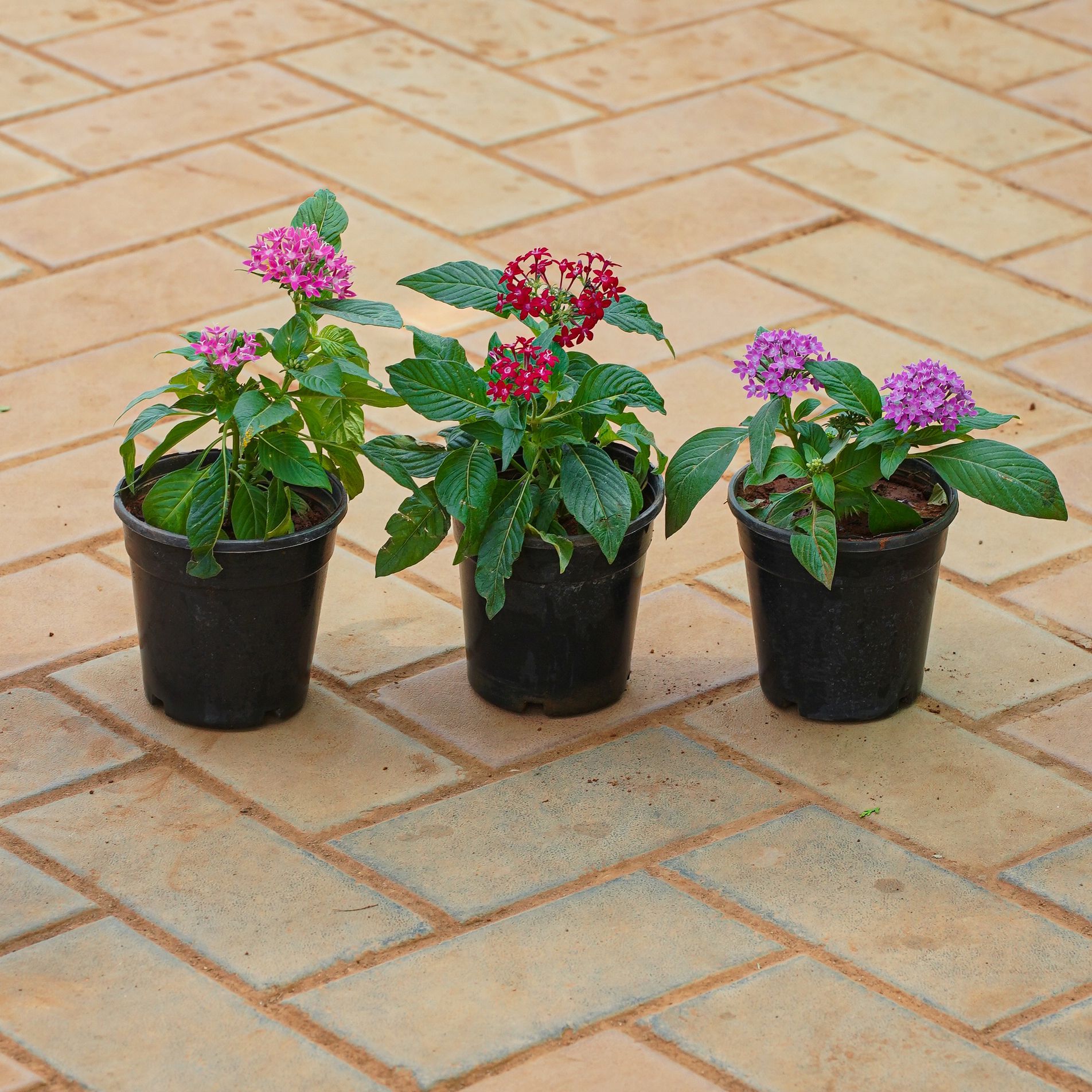 Set of 3 - Pentas (Any Colour) in 5 Inch Nursery Pot