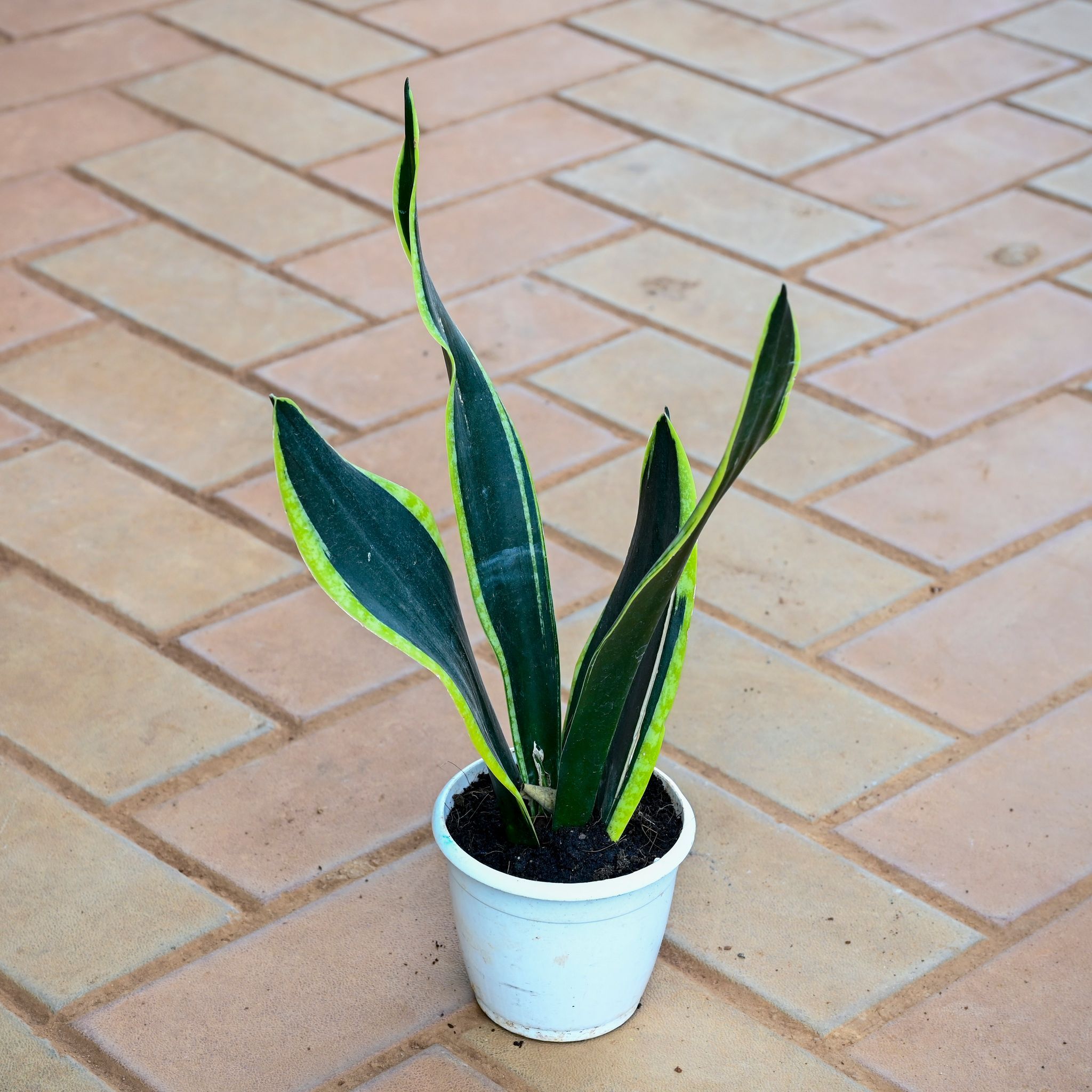 Snake Golden in 4 Inch Nursery Pot