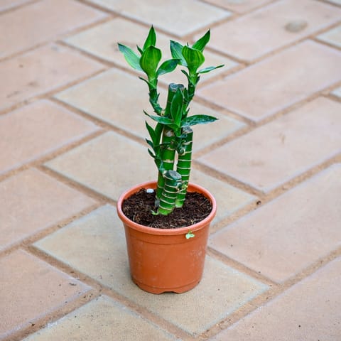 Soil bamboo in 3 Inch Nursery Pot