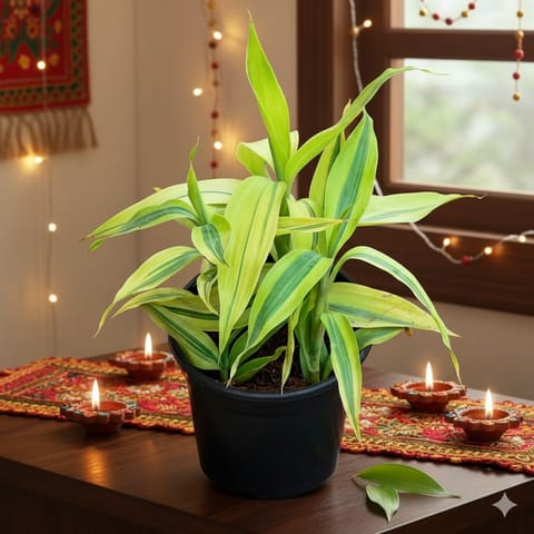 Soil Bamboo in 4 Inch Nursery Pot