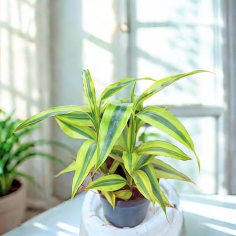 Soil Bamboo in 4 Inch Nursery Pot