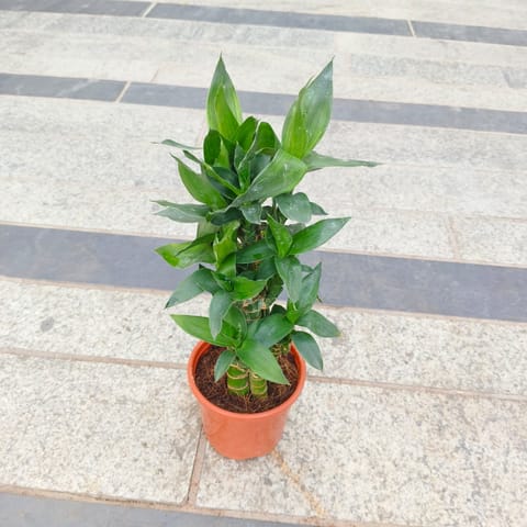 Soil Bamboo in 4 Inch Nursery Pot