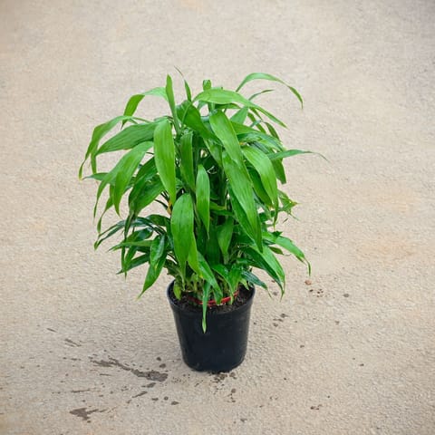 Soil Bamboo in 5 Inch Nursery Pot