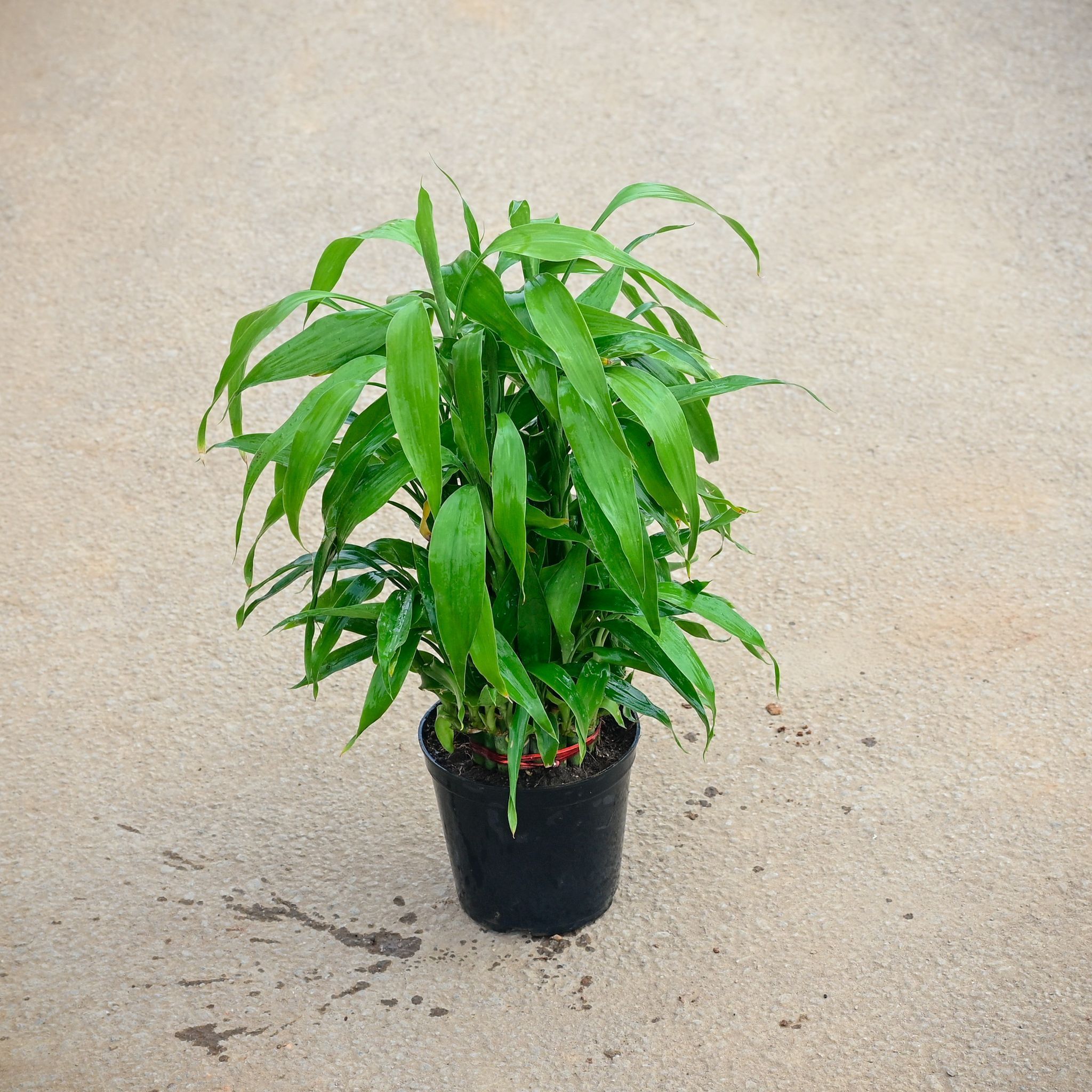 Soil Bamboo in 5 Inch Nursery Pot
