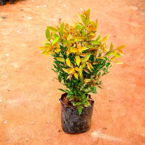 Syzygium / Christina Ficus in 10 Inch Nursery Bag