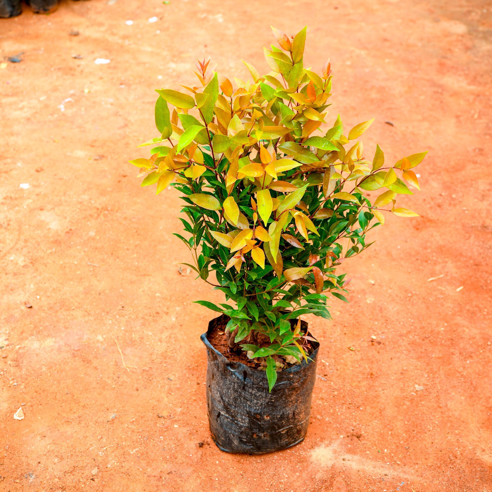 Syzygium / Christina Ficus in 10 Inch Nursery Bag
