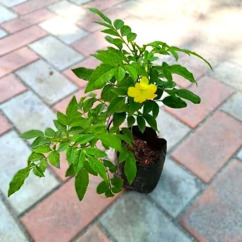 Tecoma Yellow in 4 Inch Nursery Bag