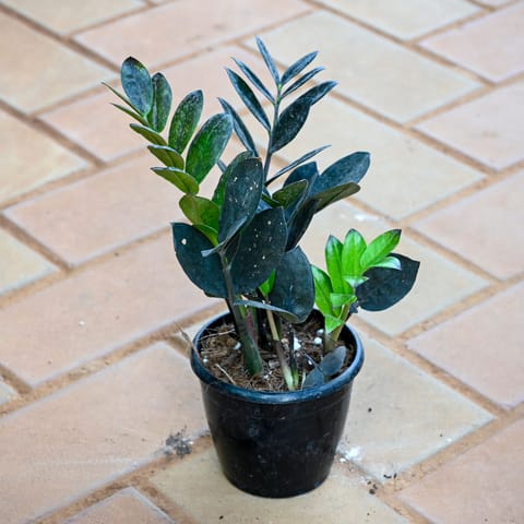 Zz Black in 4 Inch Nursery Pot